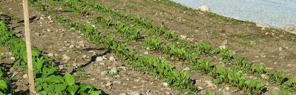 Beans, beets, carrots and salad greens in August