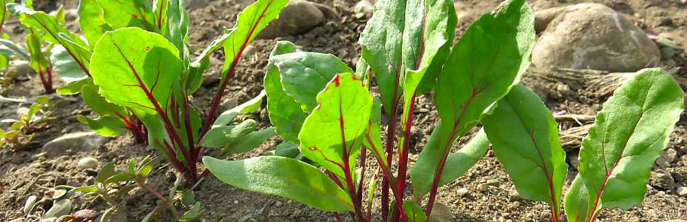 Beet greens