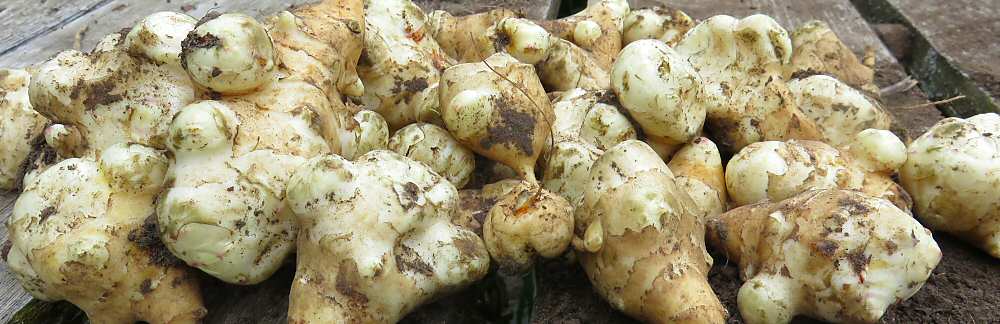 Jerusalem artichoke