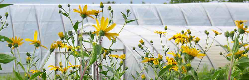 Cherry tomatoes flowering