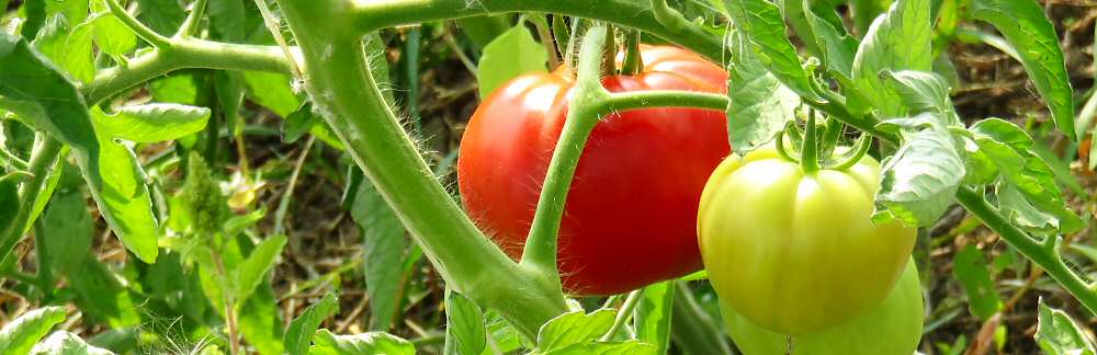 Tomatoes on the vine