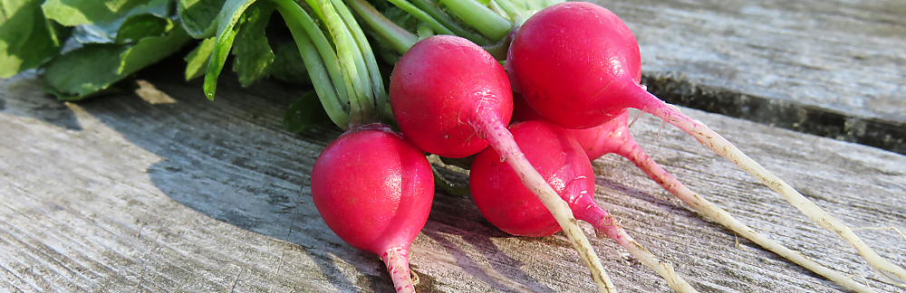 Radish