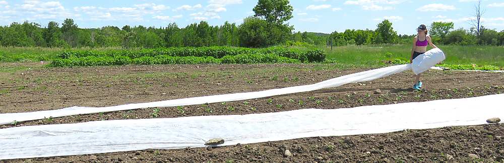 Floating row cover: A fence against flea beetles