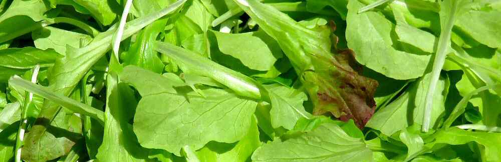 Leaf lettuce