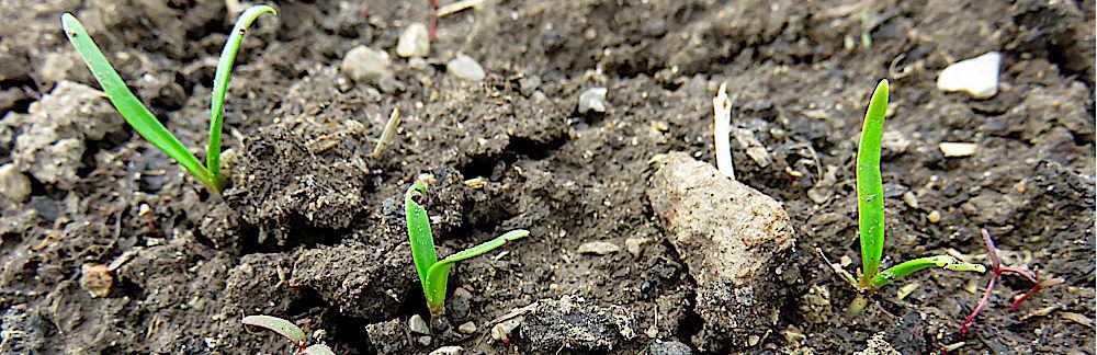 Spinach emerging in field